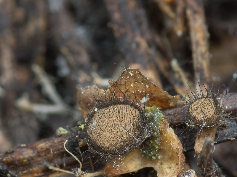 Desmazierella acicola